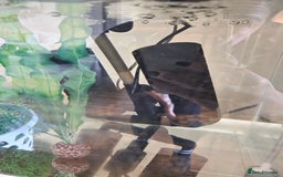 Axolotl reptiles for sale: Adult axolotl a full set up for sale - Image 5
