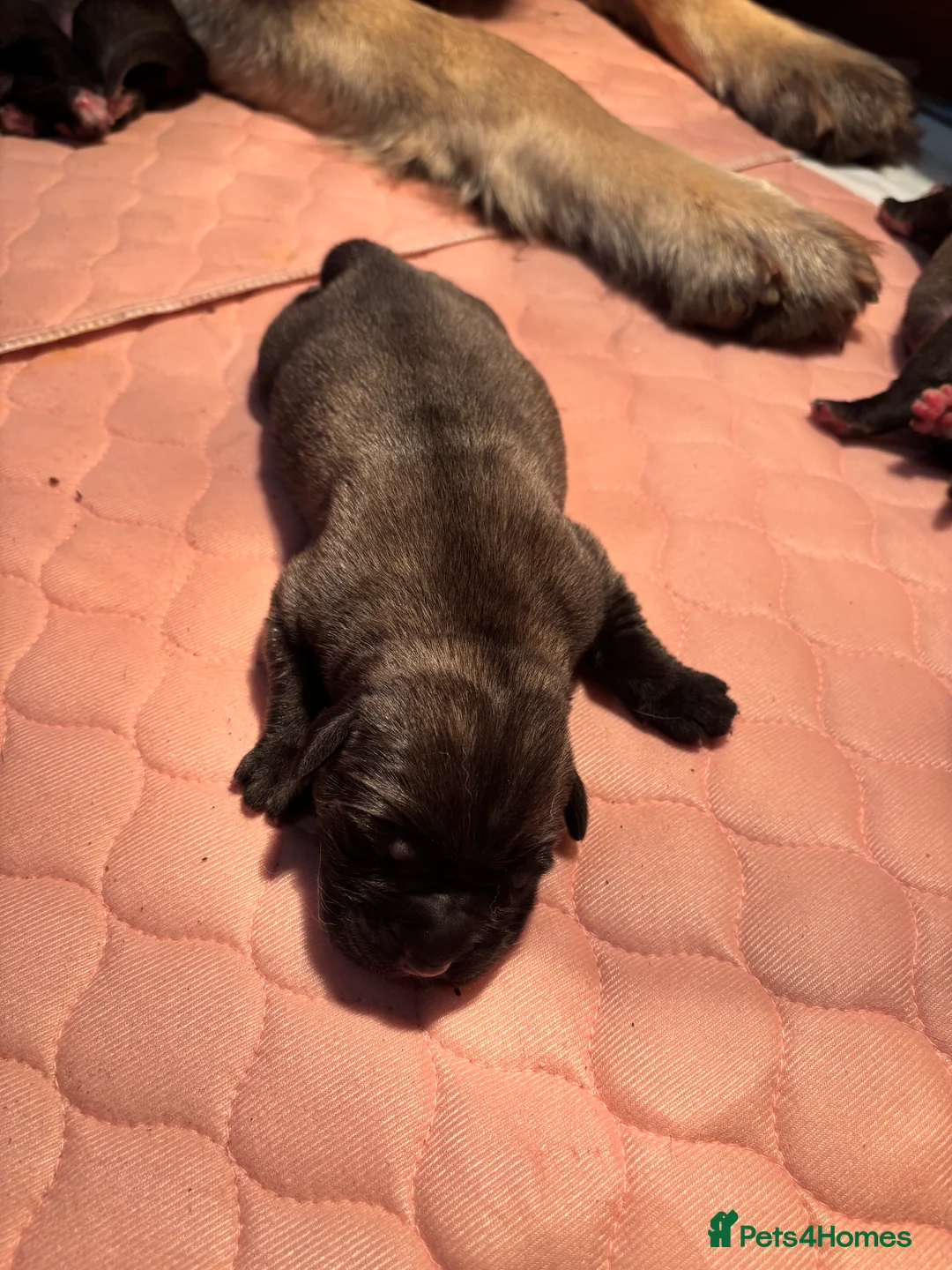 Mastiff dogs for sale: Kc registered old English mastiff puppies - Advert 2