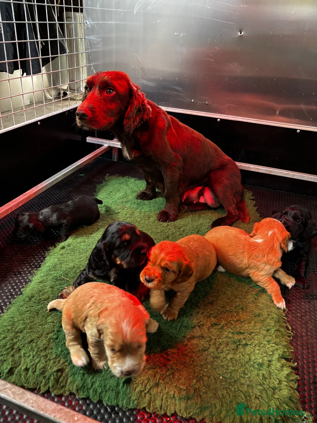 Cocker Spaniel dogs for sale: KC Registered Cocker Spaniels - Advert 2