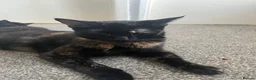 Mixed Breed cats for sale: Last 2 female kittens  - Advert 3