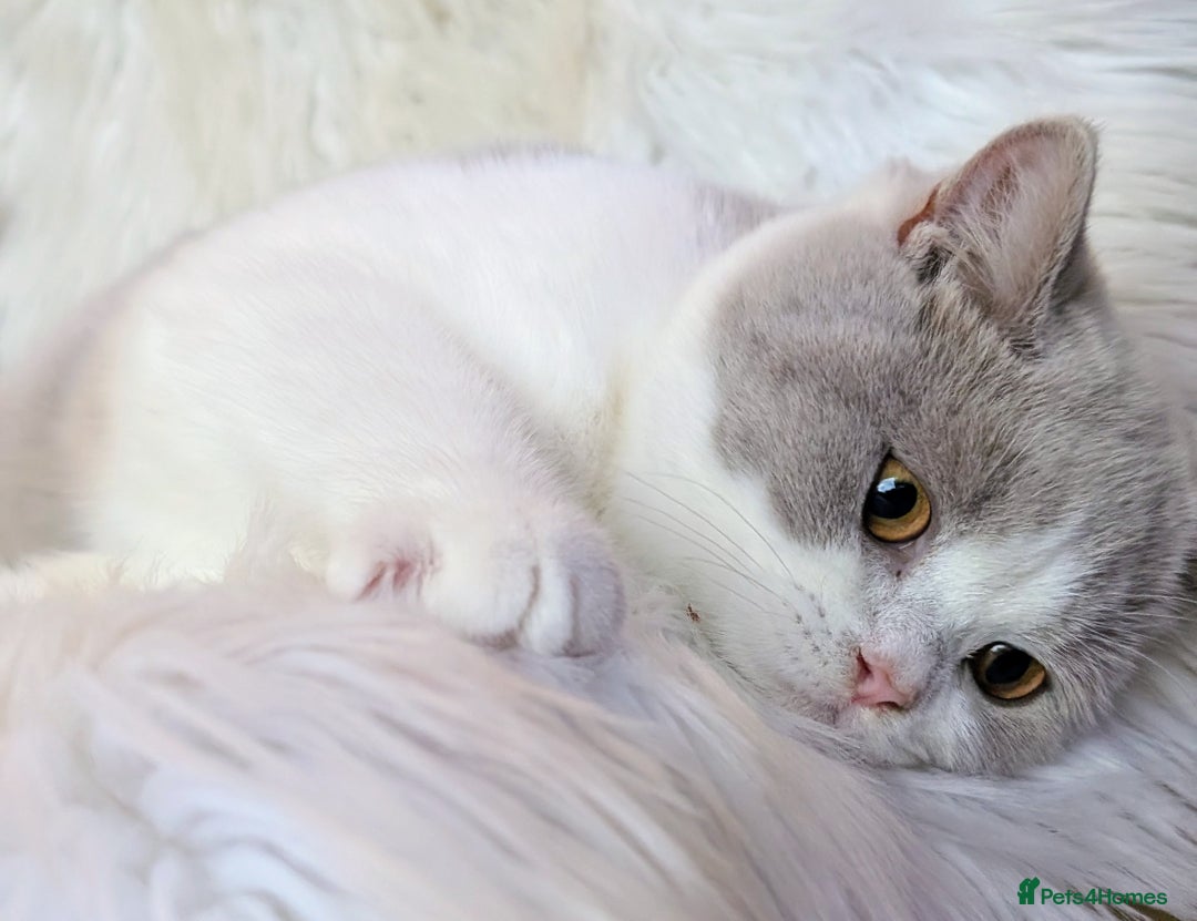 British Shorthair cats for sale: Amazing loving British shorthair kittens  - Advert 24