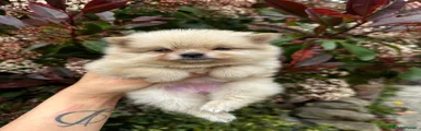 Pomeranian Puppy 5