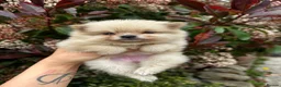 Pomeranian dogs for sale: 💎TeddyBear Pomeranians💎 in Bishop Auckland - Advert 12