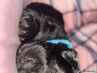 Yorkiepoo dogs - Advert 1