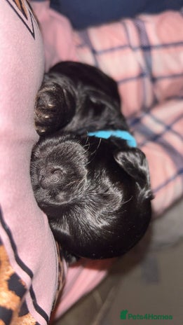 Yorkiepoo dogs - Advert 15