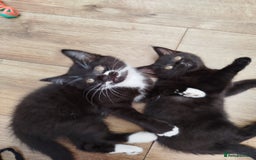 British Shorthair cats for sale: Beautiful kittens  - Image 11