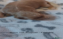 Cockapoo dogs for sale: Cockapoo - Image 9