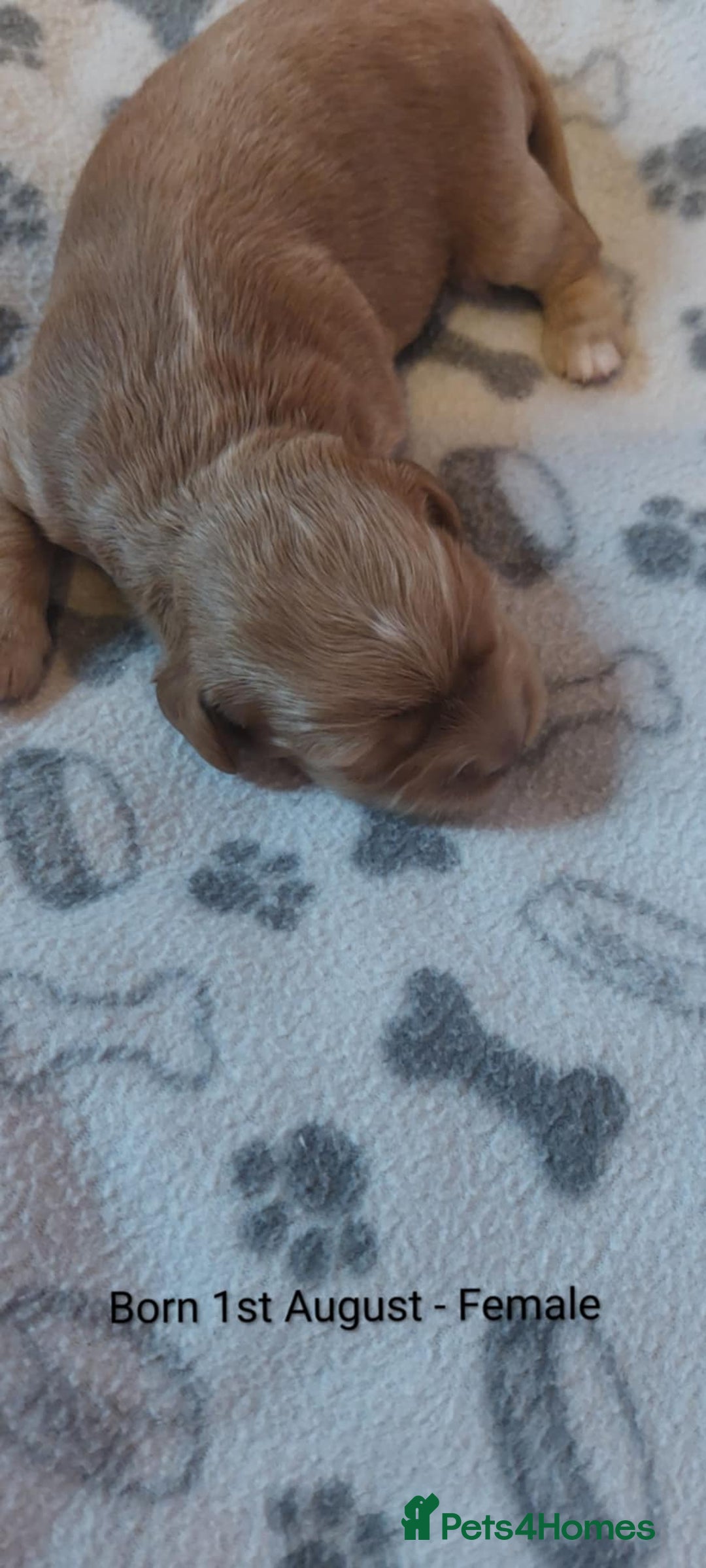 Cockapoo dogs for sale: Cockapoo - Image 9