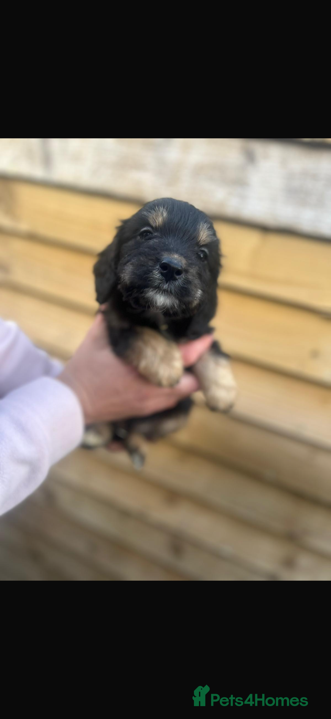 Cockapoo dogs for sale: COCKAPOO PUPPIES  - Advert 12