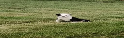 Border Collie dogs for sale: Beautiful border collie bitch pup  - Advert 2