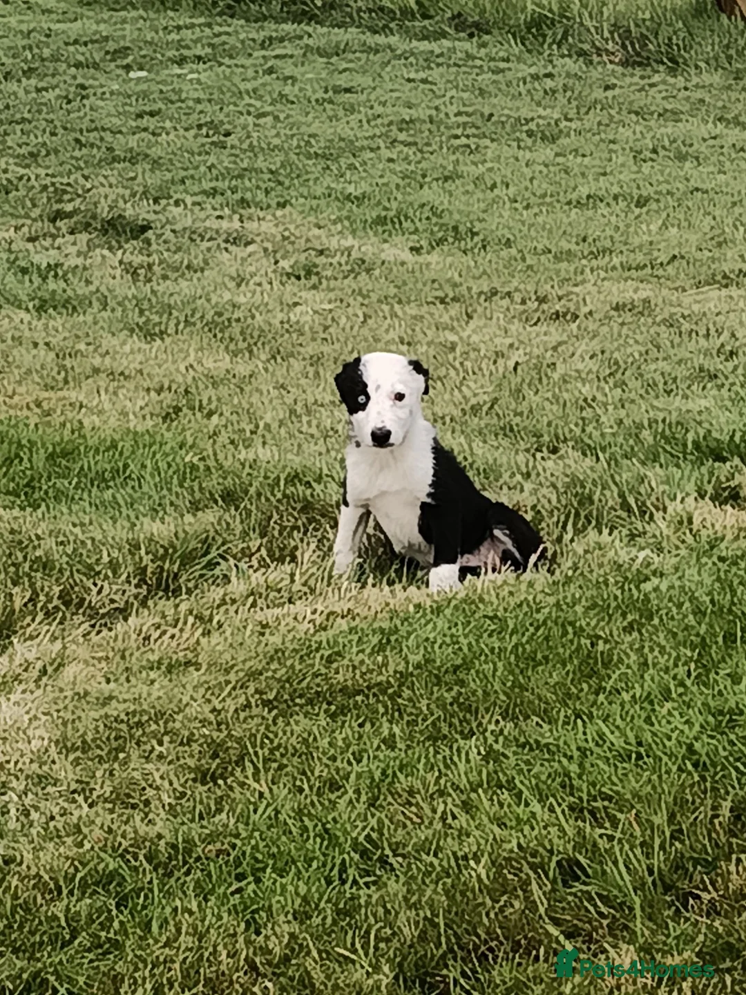 Border Collie dogs for sale: Beautiful border collie bitch pup  - Advert 2