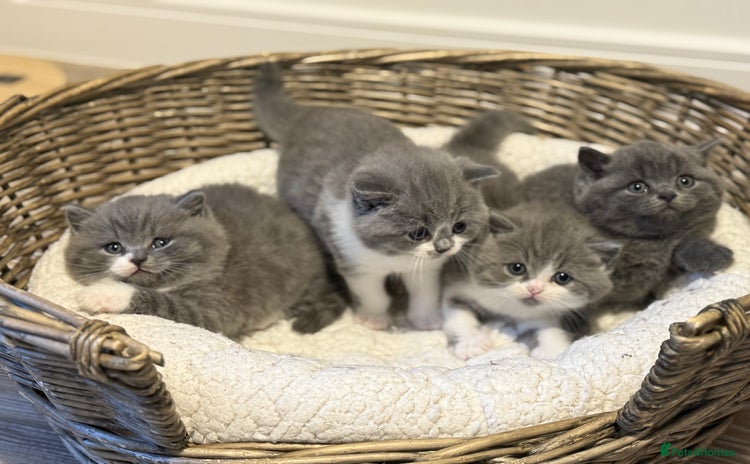 British Shorthair cats - Advert 15