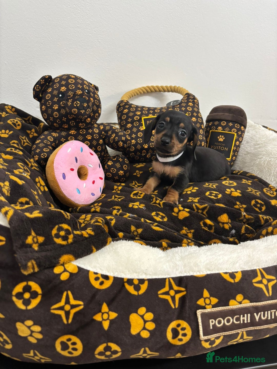 Miniature Dachshund dogs for sale: beautiful miniature dachshund puppies available  - Advert 15