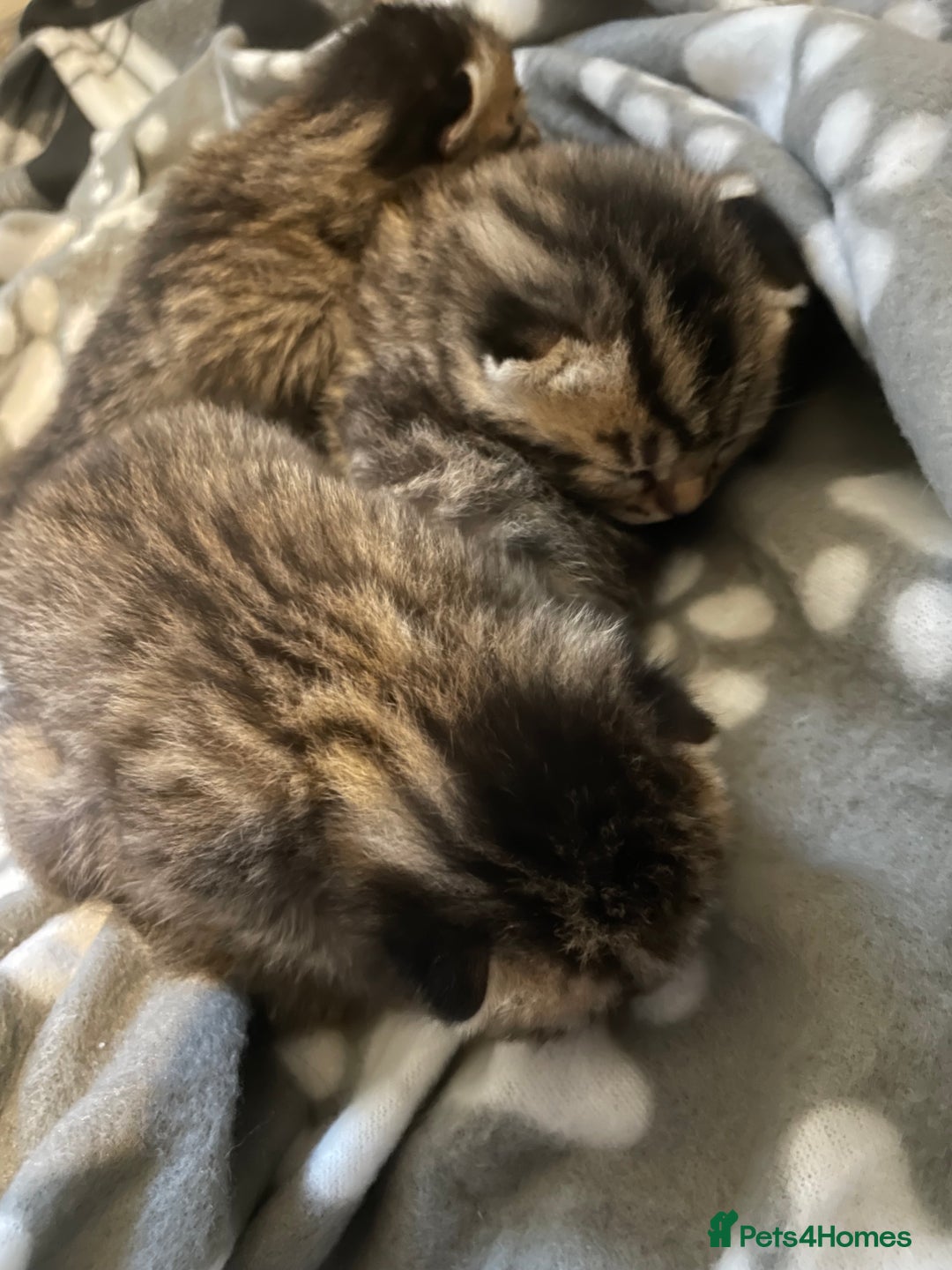 Mixed Breed cats for sale: 4 Beautiful Bears  - Advert 5