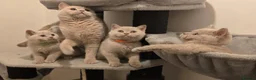 British Shorthair cats for sale: Gorgeous British Shorthair Kittens TICA Registered - Advert 8