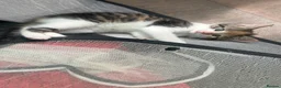 Domestic Shorthair cats for sale:     Beautiful kittens Looking for Loving Homes - Advert 7