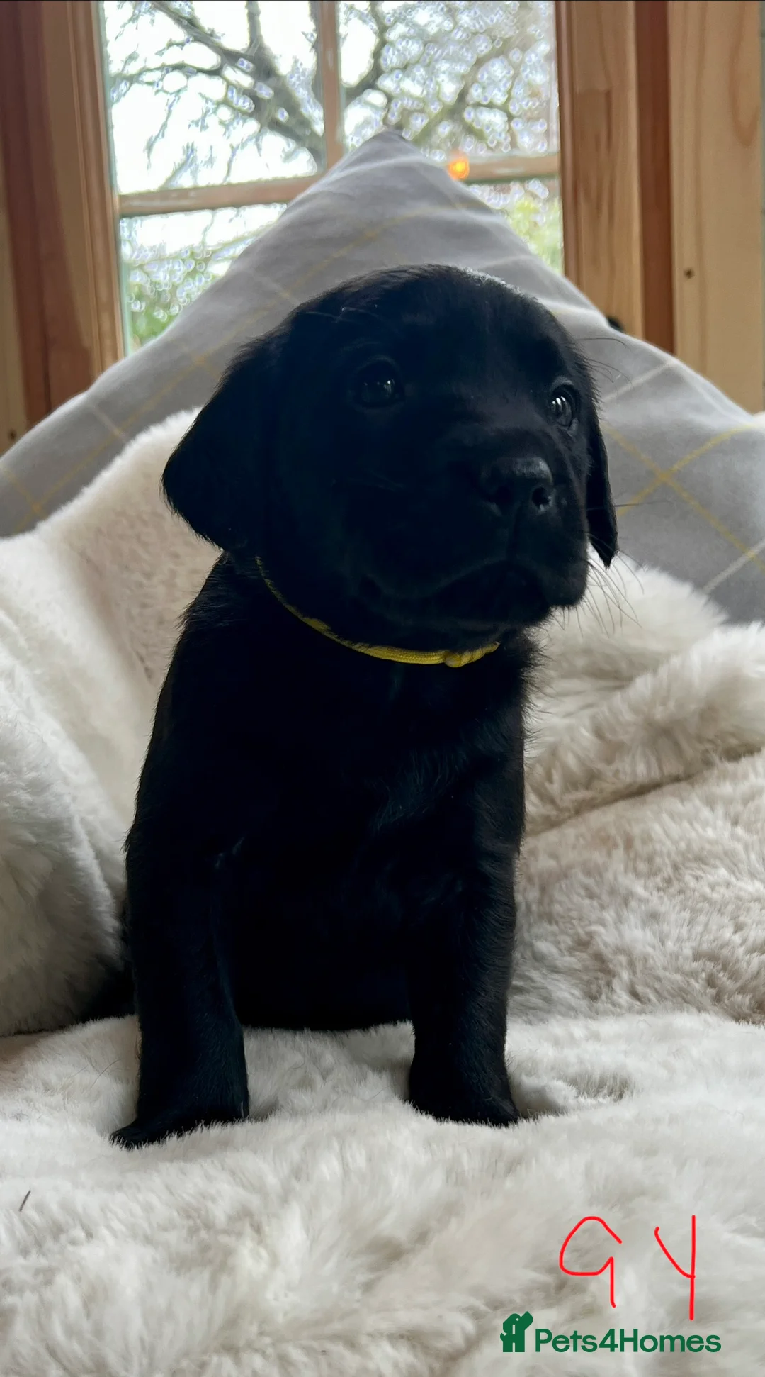 Labrador Retriever dogs for sale: KC black Labradors  - Advert 10
