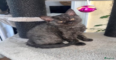 Selkirk Rex cats Selkirk rex kittens 😻 - Advert 8