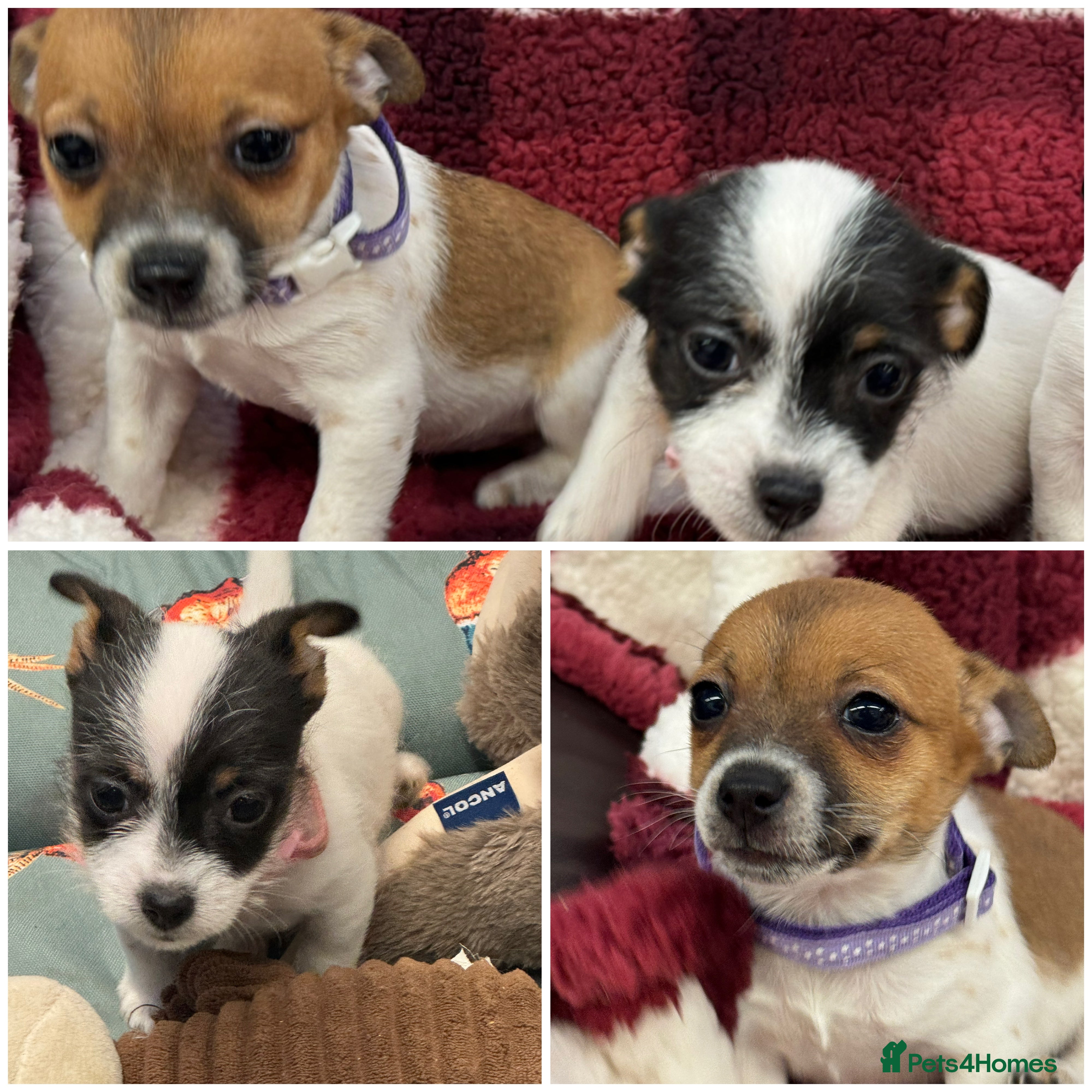 Jack Russell dogs Stunning Miniature Jack Russell Puppies  - Advert 10