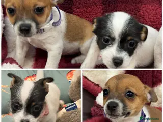 Jack Russell dogs Stunning Miniature Jack Russell Puppies - Advert 10