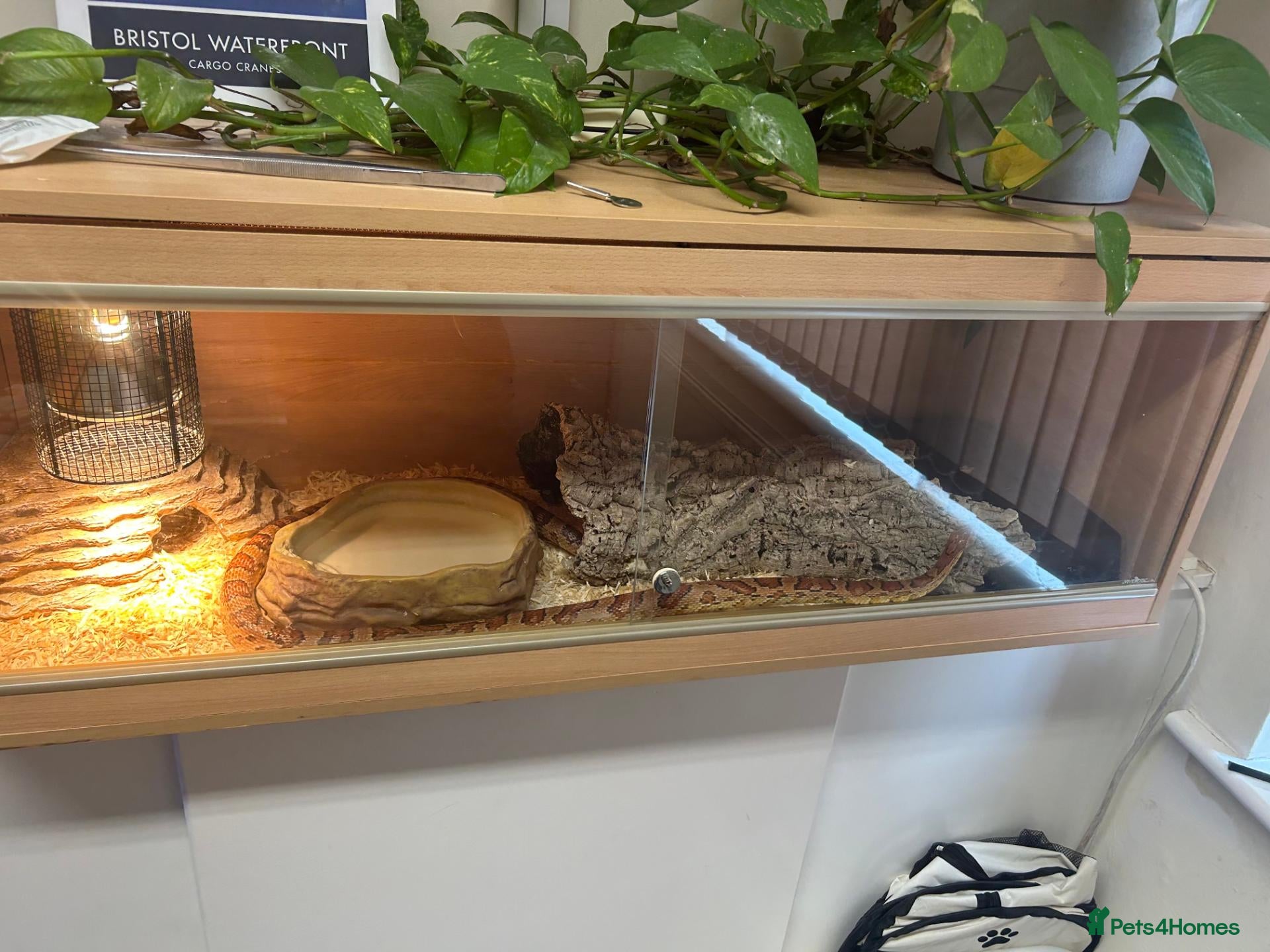 Corn Snake reptiles Adult Female corn snake  - Advert 1