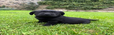 Labrador Retriever 5