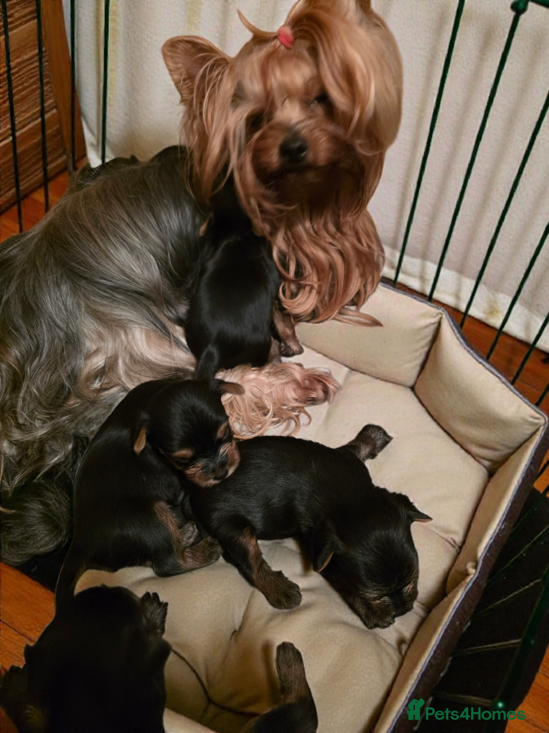 Yorkshire Terrier dogs KC Registered Yorkshire Terrier puppies! - Advert 1