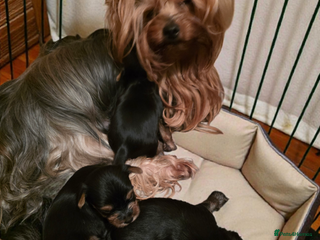Yorkshire Terrier dogs KC Registered Yorkshire Terrier puppies! - Advert 1