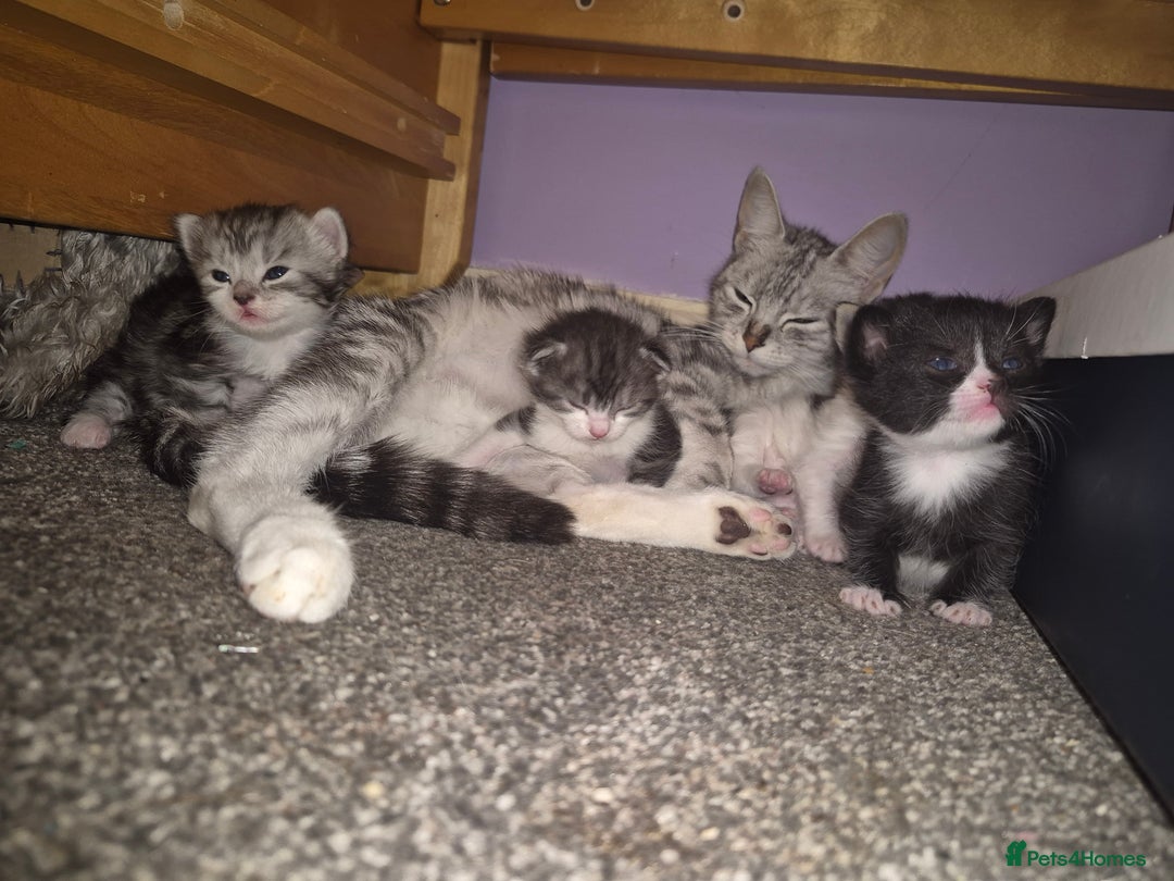 Mixed Breed cats for sale: Adorable kittens looking for loving homes  - Image 4