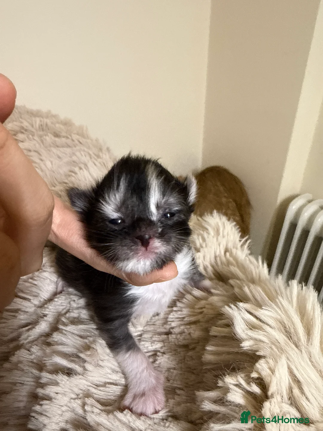 Maine Coon cats for sale: Purebred Adorable Maine Coon Kittens Available - Advert 13