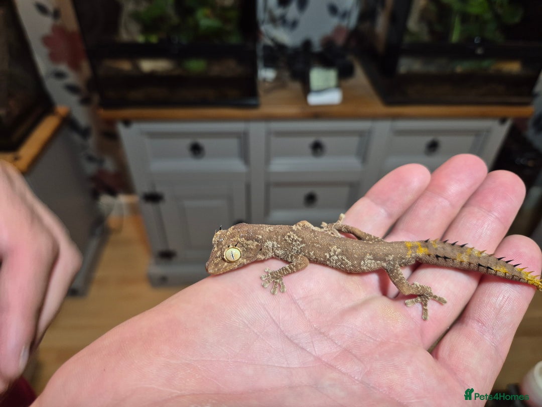 Gecko reptiles for sale: Pair of Northern Spiny tailed geckos and setup - Image 7