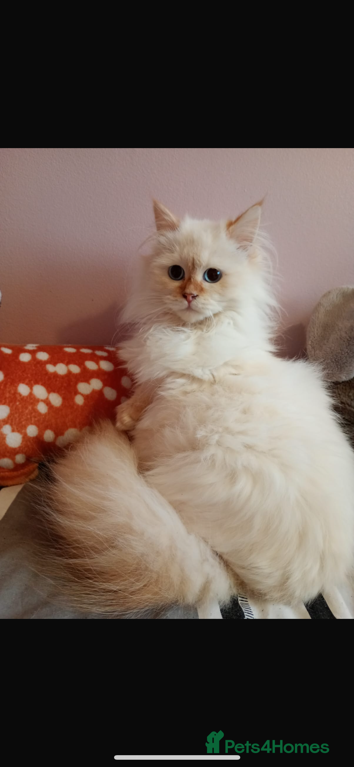 Siberian cats Beautiful ginger pure Siberian male for sale - Advert 14