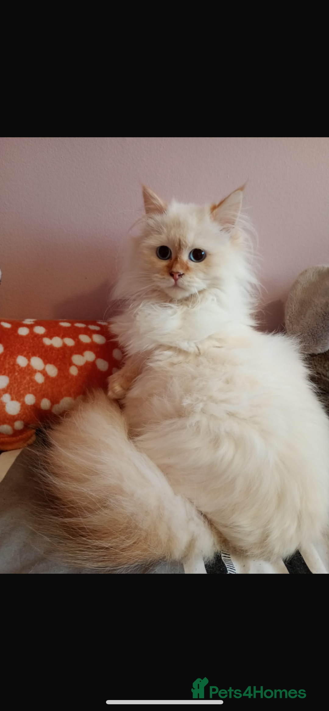 Siberian cats for sale: Beautiful ginger pure Siberian male for sale - Advert 1