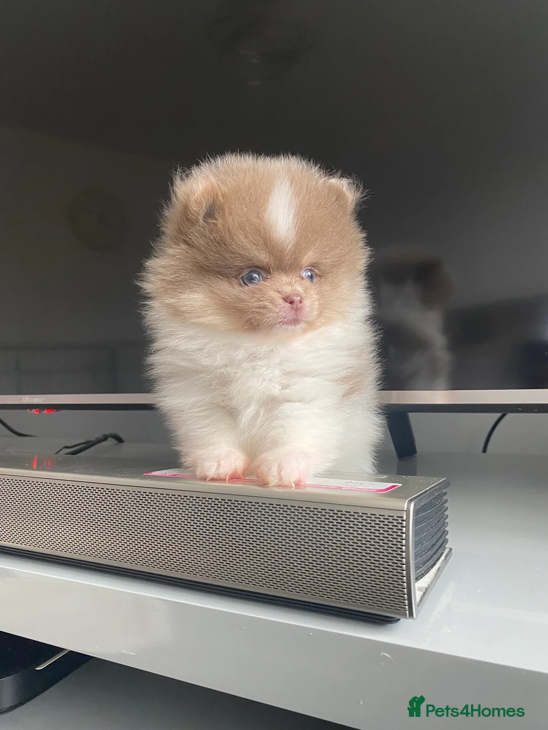 Pomeranian dogs for stud: 🏆 LOTS of champion lines, tiny teddy bear 🧸 in Leeds - Advert 28