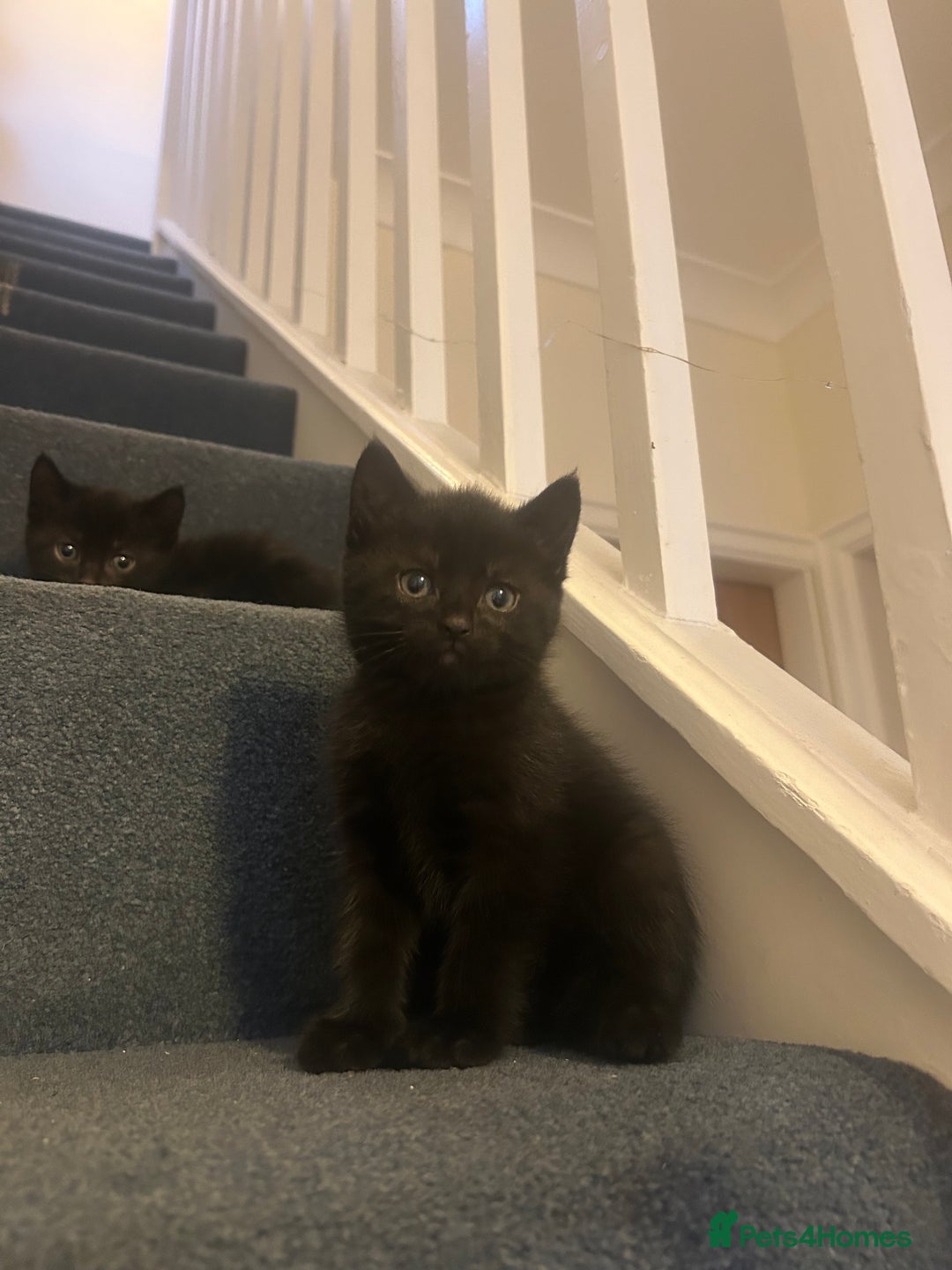 Mixed Breed cats for sale: 2x beautiful male black kittens left  - Image 3