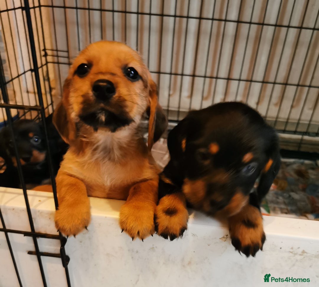 Mixed Breed dogs for sale: Adorable playful Cavachon x Dachshound pups - Advert 6