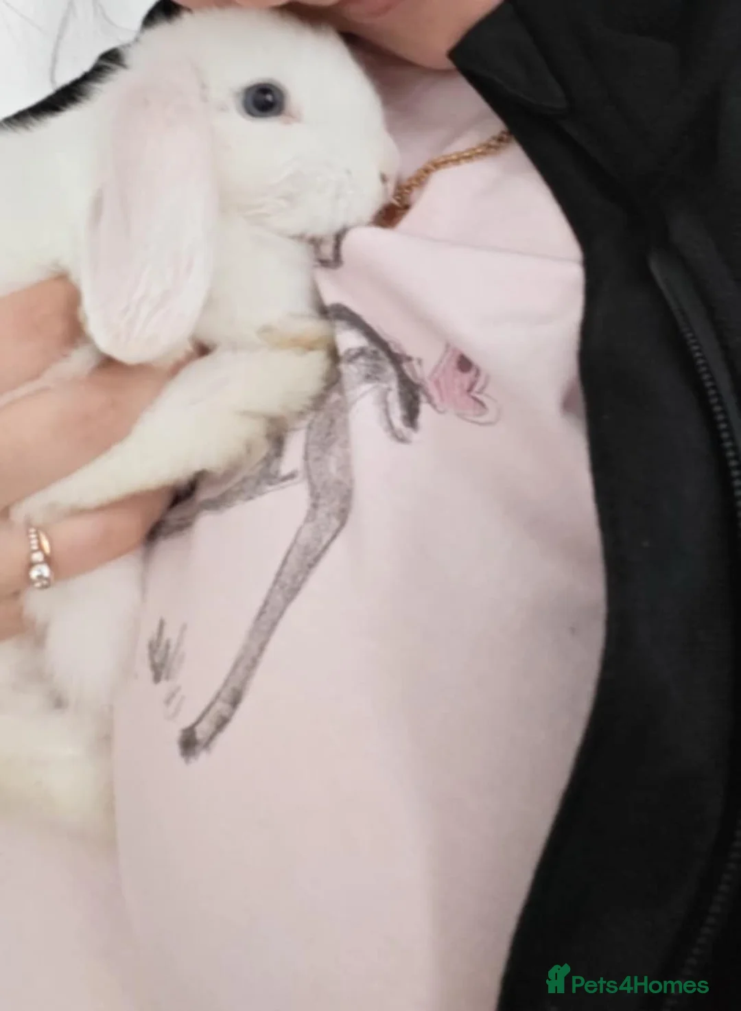 Mini Lop rabbits for sale: Beautiful 11-week-old Blue-eyed Lop Bunny for Sale in Sidcup - Advert 2