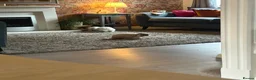 Mini Lop rabbits for sale: 2 bonded male mini lops FREE in Preston - Advert 2