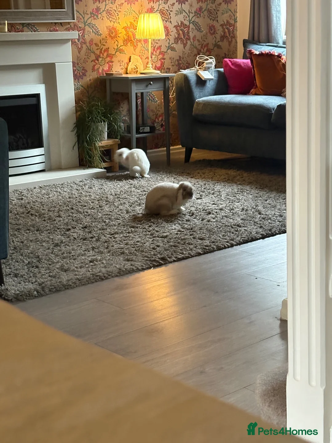 Mini Lop rabbits for sale: 2 bonded male mini lops FREE in Preston - Advert 2