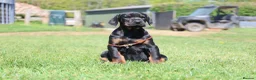 Dobermann dogs for sale: WAITLIST 2026 CEZARBLUE KC LICENSED BREEDER ⭐️ - Advert 1