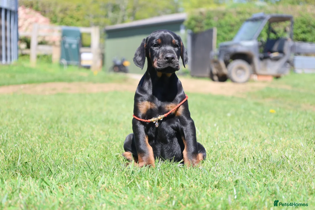 Dobermann dogs for sale: WAITLIST 2026 CEZARBLUE KC LICENSED BREEDER ⭐️ - Advert 1