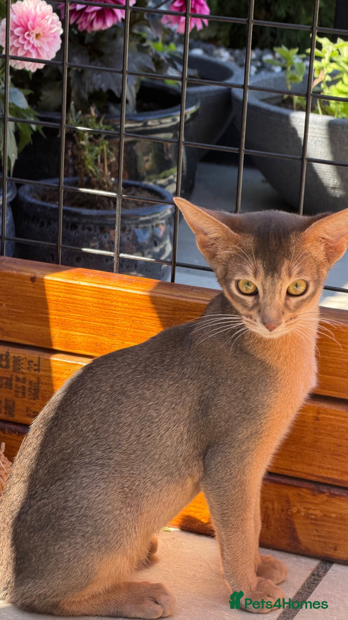 Abyssinian cats     Gorgeous kittens from champion parents 😽 - Advert 13