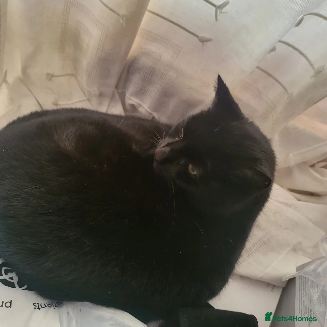 Domestic Shorthair cats for sale: Looking for a new home after bereavement  - Advert 6