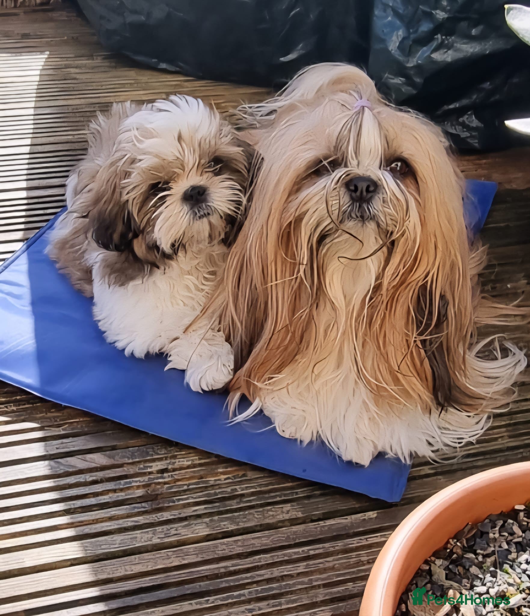 Shih Tzu dogs Shihtzu puppies - Advert 14