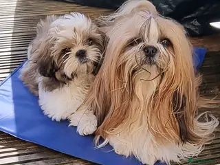 Shih Tzu dogs Shihtzu puppies - Advert 13
