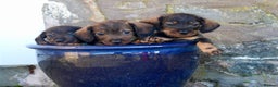 Miniature Dachshund dogs for sale: Wirehaired Teckel puppies READY NOW  - Advert 1