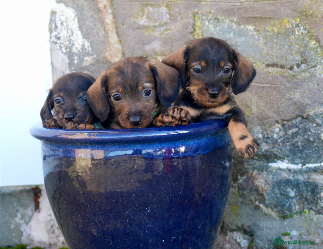 Miniature Dachshund dogs for sale: Wirehaired Teckel puppies READY NOW  - Advert 1