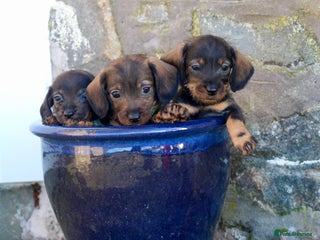 Miniature Dachshund dogs Wirehaired Teckel puppies READY NOW - Advert 3