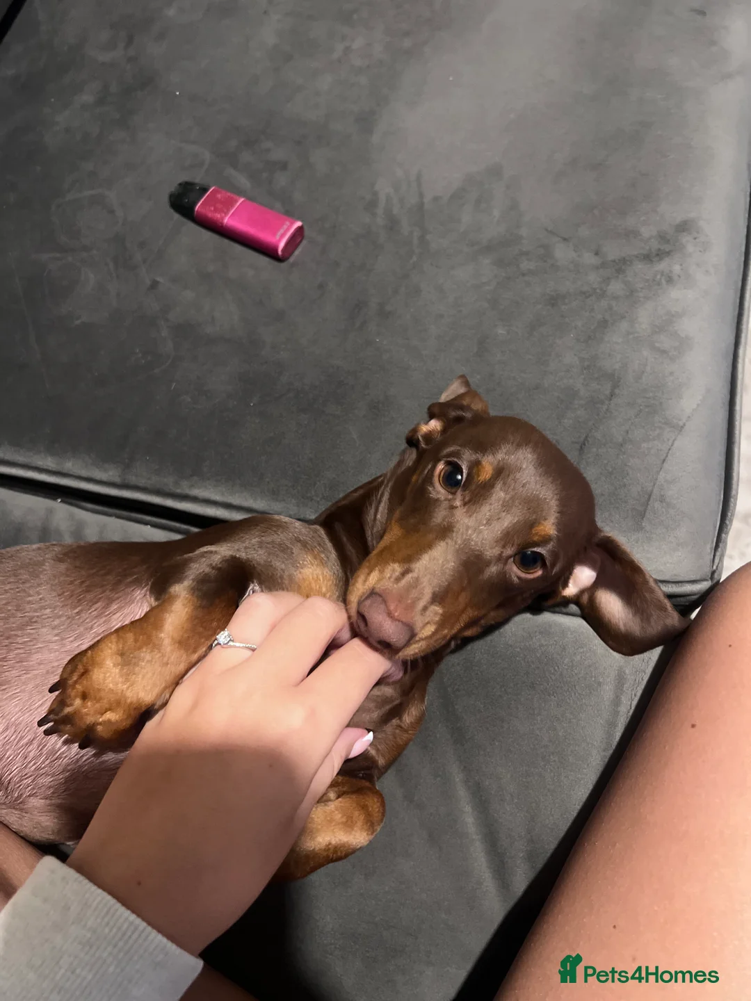 Miniature Dachshund dogs for sale: Miniature Dachshund   - Advert 14