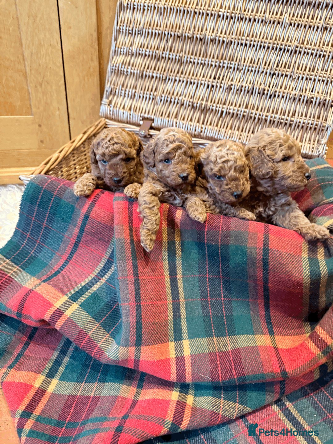 Miniature Poodle dogs for sale: Pedigree KC Registered Miniature Poodle Pups  - Advert 11